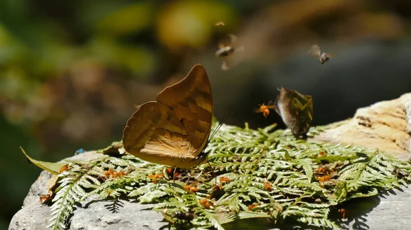Pillangók Rovarok Közelközeli Természet — Stock Fotó