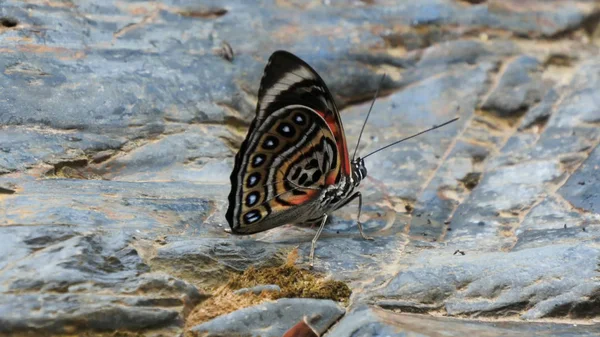 Schmetterlinge Insekten Nahaufnahme Natur — Stockfoto