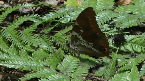 Butterflies Insects Close Nature — Stock Photo, Image