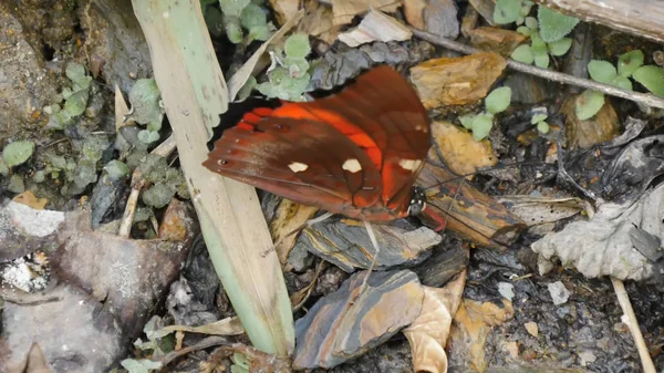 Butterflies Insects Close Nature — Stock Photo, Image