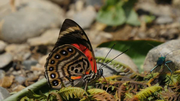 Butterflies Insects Close Nature — Stock Photo, Image