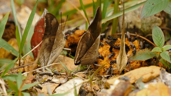 Butterflies Insects Close Nature — Stock Photo, Image