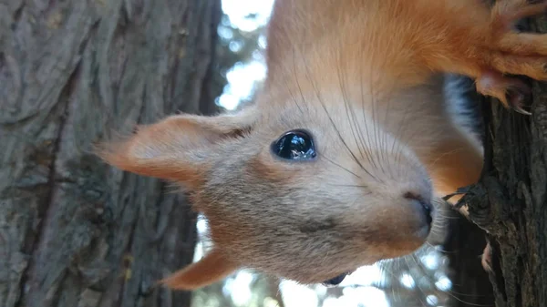 Tiere Park Eichhörnchen Aus Nächster Nähe — Stockfoto