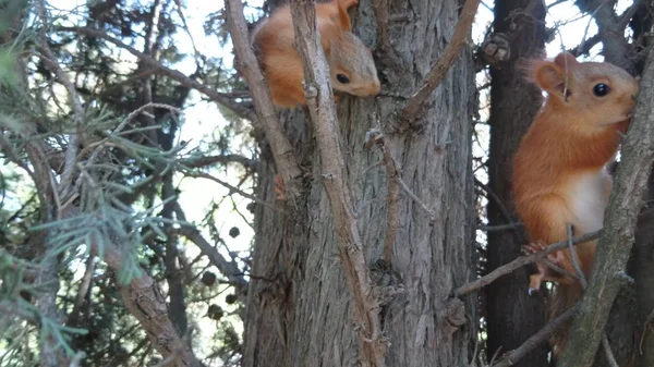 Animais Parque Esquilos Close — Fotografia de Stock