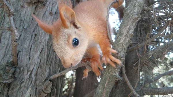 Animals Park Squirrels Close — Stock Photo, Image