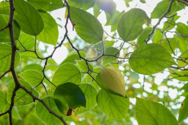 Yeşil yay parlak arka plan doku deseni üzerinde bırakır