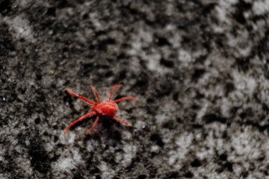Koyu gri beton duvar yüzey doku deseni üzerinde kırmızı akar böceği, makro hayvan