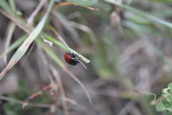 Coccinella Rossa Pianta Gambo Bokeh Primo Piano Colpo Sfondo Sfocatura — Foto Stock