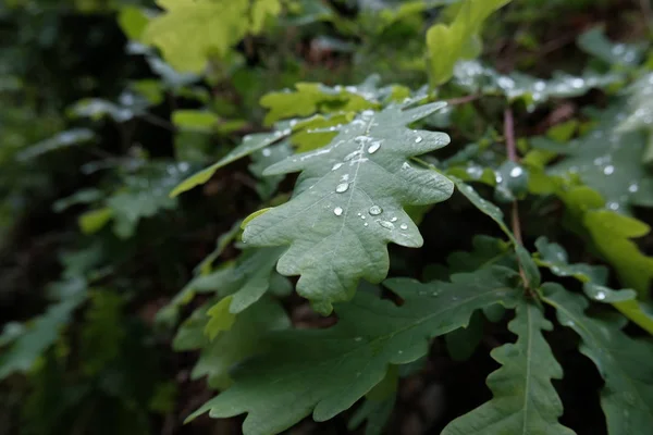 Groene Bos Verlaat Met Regendruppel Textuur Patroon Lente Seizoen — Stockfoto