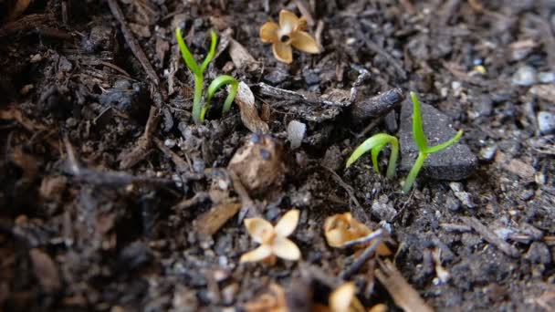 Doğanın Kaba Zemin Timelapse Hız Büyüyen Bitki Tomurcuk — Stok video
