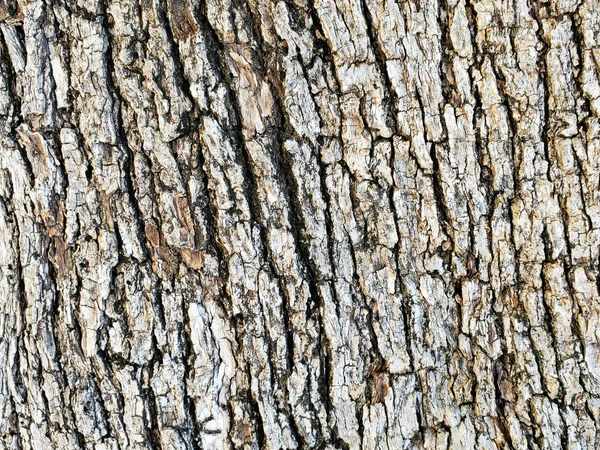 Old Italian Olive Tree Detailed Bark Texture Pattern — Stock Photo, Image