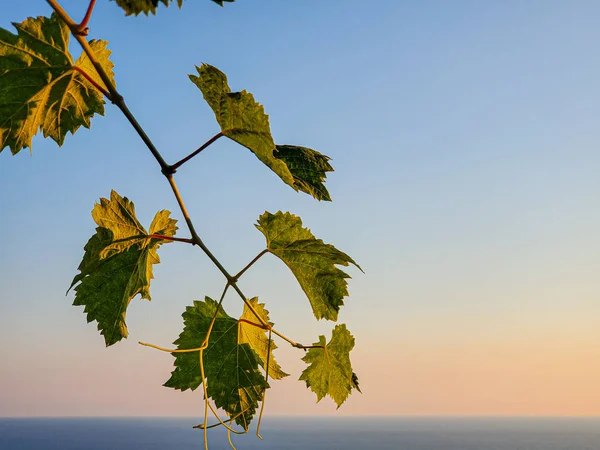 Grön Vindruva Blad Över Inspirerande Sunset Sea Horizon — Stockfoto