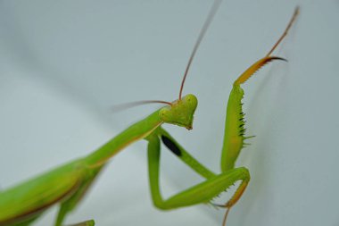 Yeşil mantis dini yüz portre, hayvan böcek