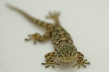 Gecko sürüngen yüz ve gözler makro detayları, hayvan derisi ve bulanıklık arka plan