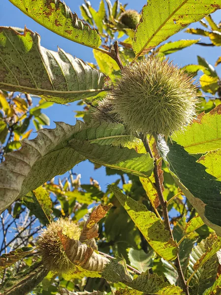 Vilda kastanjeträd på naturen, höstens säsongsbetonade råvaror — Stockfoto