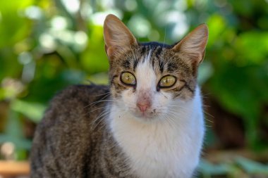 Wild cat eyes, portrait on blurred background