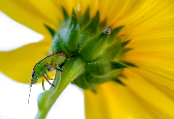 Insecto insecto cama verde sobre un fondo de flor amarilla, hemiptera, vida silvestre naturaleza — Foto de Stock