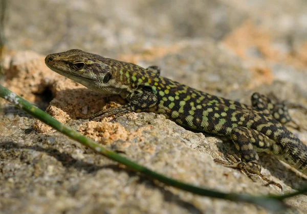 Wilde hagedis groene huid rust op zonneschijn, reptieldieren — Stockfoto