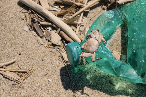 Kirlenmiş kumlu deniz kıyısında boşaltılmış plastik şişe üzerindeki deniz yengeci.