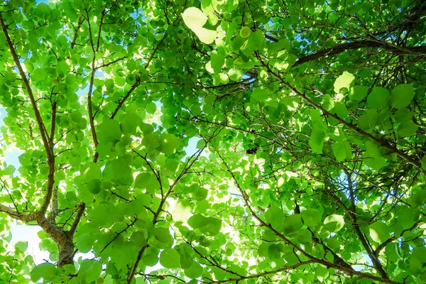 Gröna våren träd skog lövverk med solstrålar bakgrund, löv struktur mönster — Stockfoto