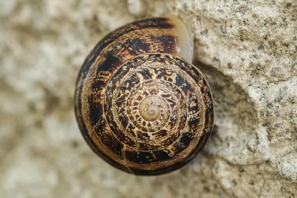 Helix snail close up,golden section spriral geometry shell details,animal nature — Stock Photo, Image