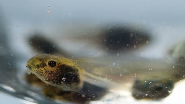 Breating frog tadpole body macro details,amphibian primordial life stage — Stock Video