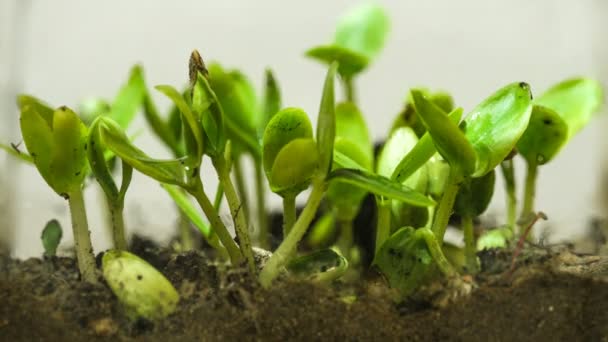 Crecimiento de brotes de semillas germinantes en la agricultura del suelo Spring Timelapse, plant — Vídeos de Stock