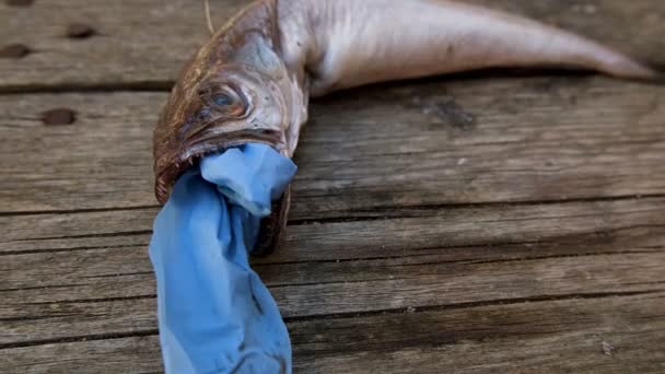 Bacalhau peixe morto comer plástico descarte luva médica lixo, poluição covid — Vídeo de Stock