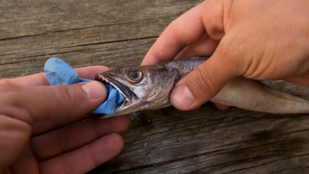 El hombre retira el plástico en la boca de los peces de bacalao muerto comer basura guante, la contaminación — Vídeos de Stock