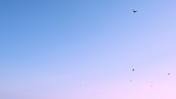 Engolindo o verão Voando sobre o céu do nascer do sol da manhã, voe o rebanho do pássaro da mola, animal 4k — Vídeo de Stock