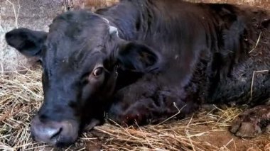 Pipetin üzerinde oturan güzel kahverengi buzağı. Çiftlik ahırı, tarım.