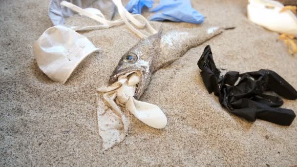 Homme enlever les déchets plastiques des morues mortes, pollution sur le littoral, coronavirus — Video