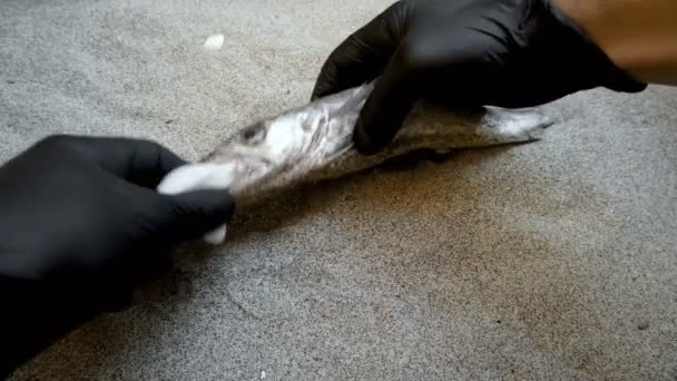 El hombre saca la basura de plástico de la boca del pez bacalao muerto, el guante de eliminación, la contaminación — Vídeos de Stock