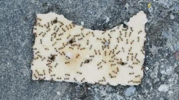 Colônia de insetos formigas famintas comendo biscoito de biscoito descartado, conceito de consumismo de resíduos alimentares, vida selvagem animal 4k — Vídeo de Stock