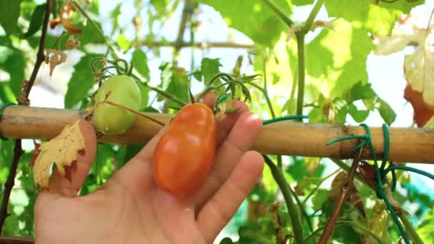 Bauer mit einer frischen echten Tomate im Bauernhof, cilento italien, gesunde ernährung 4k — Stockvideo