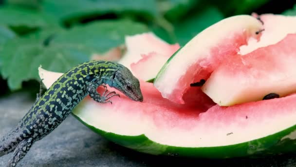Groene wilde hagedis eten watermeloen voedsel afval, reptiel dier wilde dieren, cilento italië — Stockvideo