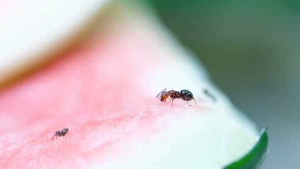 Zbliżenie do czerwonej głowy mrówki jedzącej wodnego melona odpady spożywcze, owady zwierząt makro dzika przyroda — Wideo stockowe