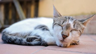 Sevimli beyaz çizgili uyuyan kedi, sevimli evcil hayvan aşkı, dinlenme