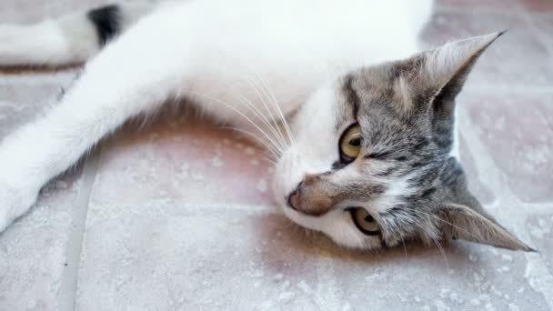 Adorables yeux jaunes chat reposant sur le sol, animaux félins dormant, les animaux aiment — Video