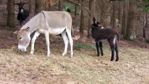 Little wild donkey in rural breeding forest farm,equine animal farming,park — Stock Video