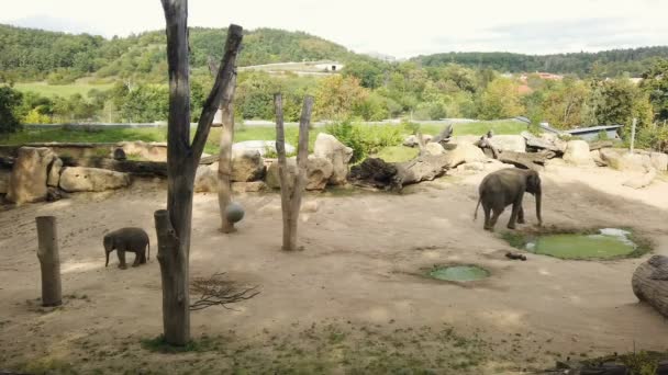 Familia de elefantes con bebé y madre en cautiverio del parque zoológico, animales de mamíferos — Vídeo de stock