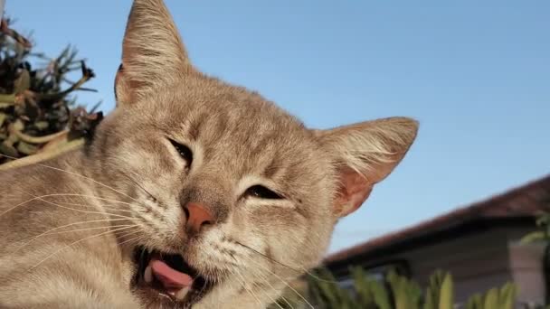 Close up view of a cute sleepy cat while yawning,pet animal love,feline — Stock Video