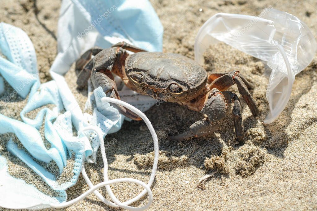 Marine crab on discarded Waste pollution,COVID-19 disease.contaminated sea habitat,coronavirus tools