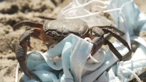 Crabe marin pris au piège sur les déchets rejetés Pollution, maladie COVID-19.Habitat marin contaminé — Video