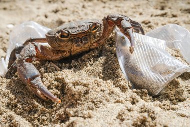 Plastik camlarla yaşayan deniz yengeci. Atık kirliliği. Kirli ekosistem, kirlilik hayvanlara zarar veriyor.
