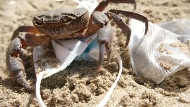 Vild marin krabba vid utkastad avfallsförorening.Förorenade livsmiljöer vid havet, sjukdomseffekter enligt COVID-19 — Stockvideo