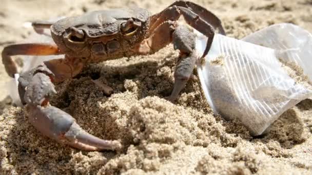 Crabe marin vivant sur des verres en plastique Pollution des déchets.Écosystème contaminé sale, dommages dus à la pollution, animaux — Video