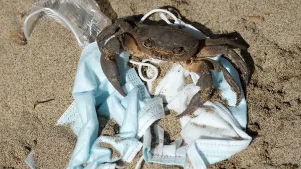 Kepiting laut berjalan di tempat pembuangan Pencemaran limbah. Habitat laut yang terkontaminasi, efek COVID — Stok Video