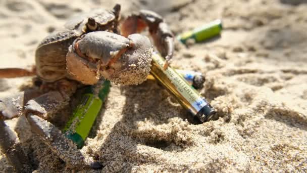 Batterie au lithium jetée de cale de crabe de mer sur l'écosystème marin pollué de plage, habitat animal contaminé — Video