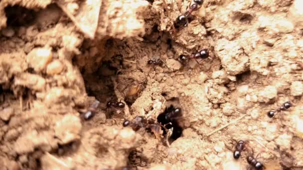 Närbild av svarta myror som arbetar på marken bo, djur insekt vilda djur — Stockvideo